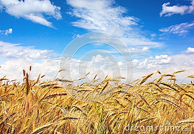 Golden field Stock Photo