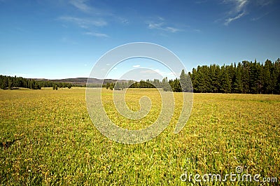 Golden Field Stock Photo