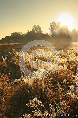 Golden field Stock Photo