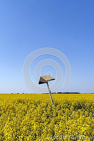 Golden field of flowering rapeseed with blue sky Stock Photo