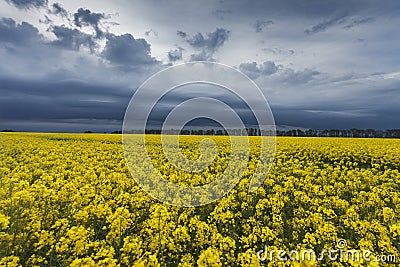 Golden field of flowering rapeseed ( brassica napus) with dark clouds on sky, Stock Photo