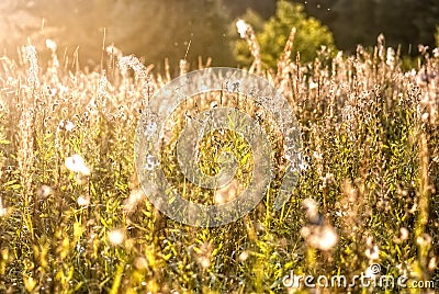 Golden field, morning autumn light... Stock Photo