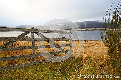 Golden Fields Stock Photo