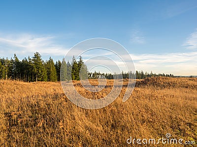 Golden Fields And Forest Stock Photo