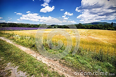 Golden fields Stock Photo