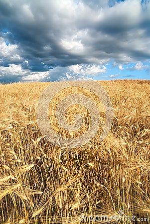 Golden fields of grain on a stormy day. Stock Photo