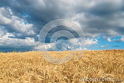 Golden fields of grain on a stormy day. Stock Photo