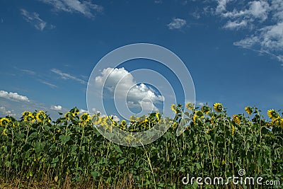 Golden fields of sunflowers Stock Photo