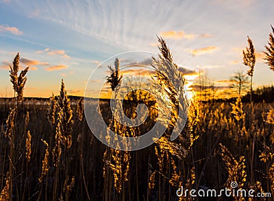 Golden fields Stock Photo