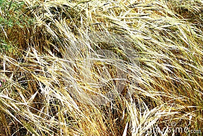 Golden fields in the wind Stock Photo