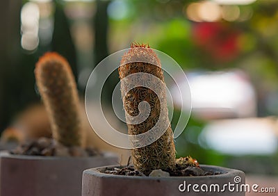 Golden finger cactus small plants growing in little pot with beautiful background. Stock Photo