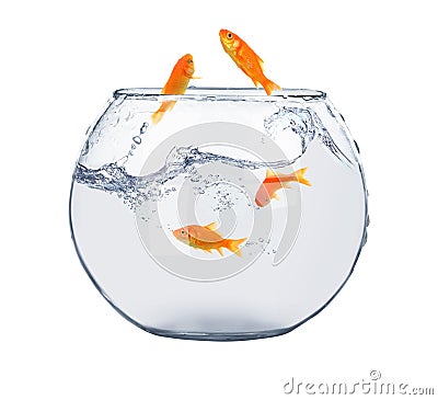 Golden fish in fish bowl Stock Photo