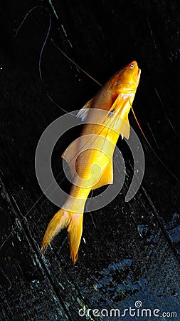 Golden fish Stock Photo