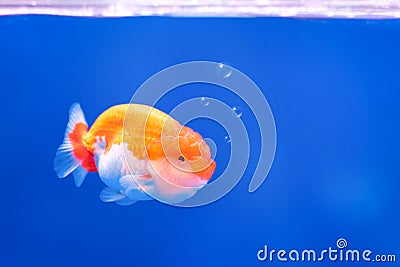 Golden fish on underwater background with bubbles. Complementary color Stock Photo