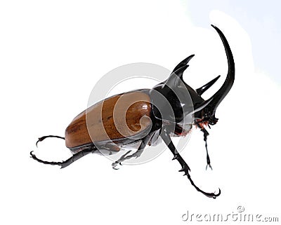 Golden five horned rhino beetle on a white background. Stock Photo