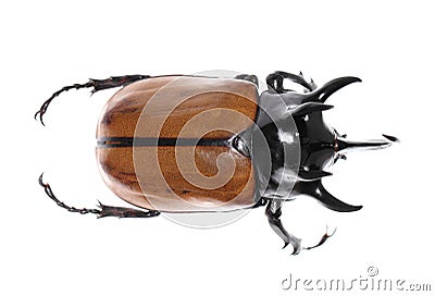 Golden five horned rhino beetle on a white background. Stock Photo