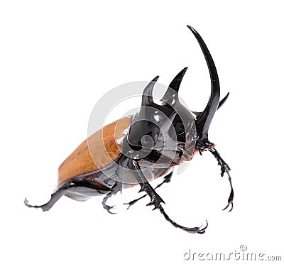 Golden five horned rhino beetle on a white background. Stock Photo