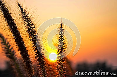 The Golden Flower Stock Photo