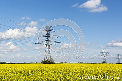 Golden flowering field of rapeseed, electric poles Stock Photo