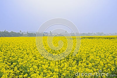 Golden flowering field in foggy sunny spring Stock Photo
