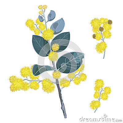 Golden Flowering Wattle Tree Flowers Vector Illustration