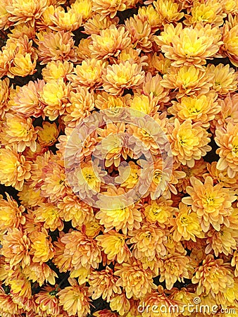 Golden flowers from a Spherical Chrysant plant Stock Photo