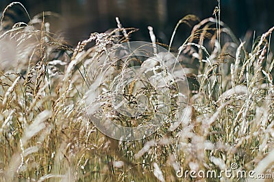 Golden fluffy grass with sunlight - blur background Stock Photo