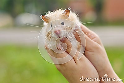 Golden fluffy Syrian hamster in hands of girl, green lawn background Stock Photo