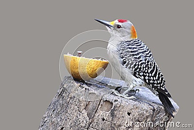 Golden-fronted Woodpecker - Texas Stock Photo