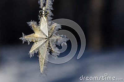 Golden Frost Covered Christmas Star Decorating an Outdoor Tree Stock Photo