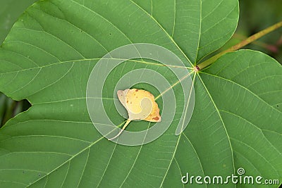 Golden ginkgo leaf on green large leaf background Stock Photo