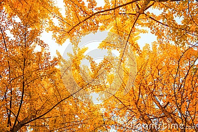 golden ginkgo leaf with sky in autumn Stock Photo
