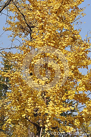 Golden Ginkgo Leaf Stock Photo