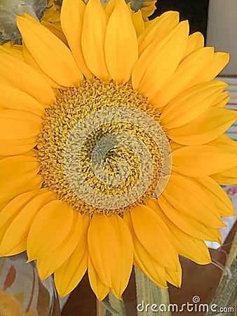 Sunflower large face in the sunshine Stock Photo