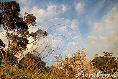 Golden glow to new Autumn day Stock Photo