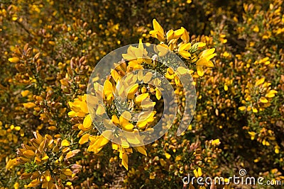 Golden Gorse Bush Stock Photo