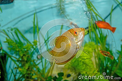 A close up image of a Golden Gourami in a community tank Stock Photo