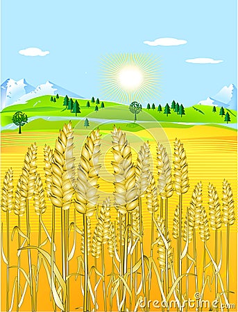 Golden grain-field Vector Illustration