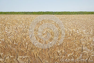 Golden grain field with green horizon and blue sky. Stock Photo