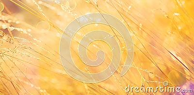 Golden grass background Stock Photo