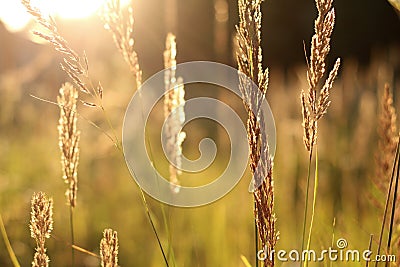 Golden grass field at sunset. selective focus Stock Photo