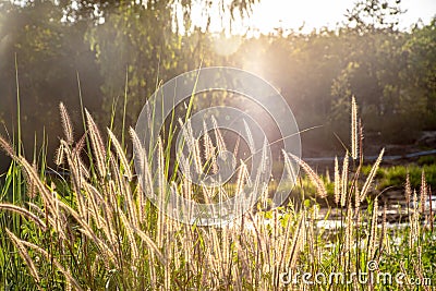 Golden grass flowers, sunset Stock Photo