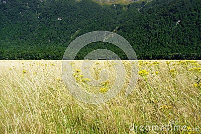 Golden grass interspersed with yellow ragwort flower swaying in a valley breeze contrasts with deep green New zealand bush Stock Photo