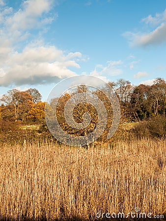 Golden grass reeds autumn background full landscape Stock Photo