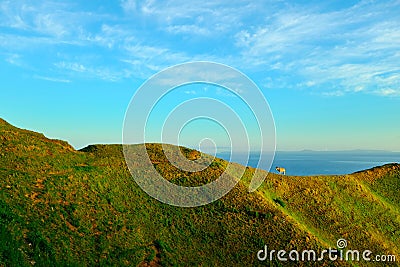 Golden grassy hill with grazing cow against a blue sea and sky Stock Photo