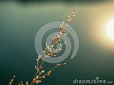 Golden grassy plant with small shinning seeds Stock Photo