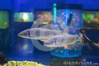 Golden gray mullet Stock Photo