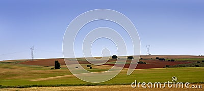 Golden and green cereal fields landscapes Stock Photo