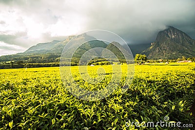 Golden green tea plantations at the foot of mount Mulanje Stock Photo