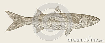 Golden grey mullet chelon aurata Vector Illustration